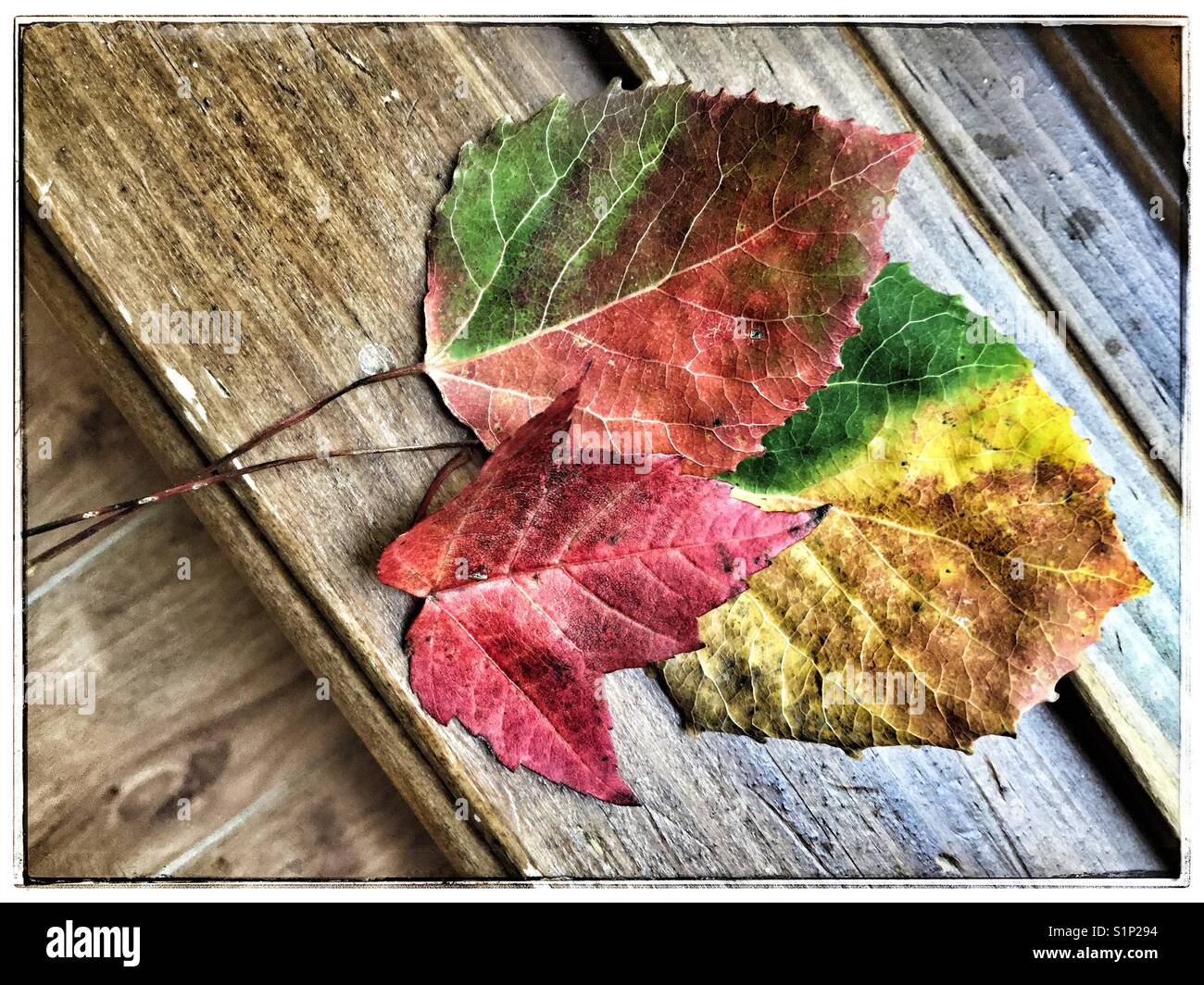 Three leaves changing colours, a sign of Fall. - Smartphone Captured Stock Image
