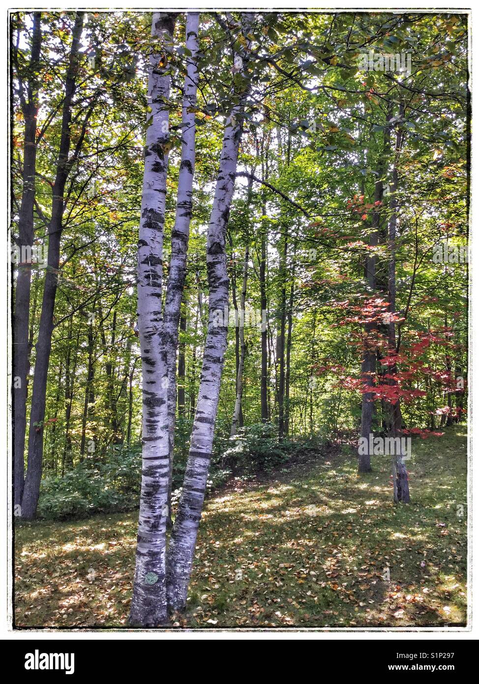 A peaceful forest. - Smartphone Captured Stock Image