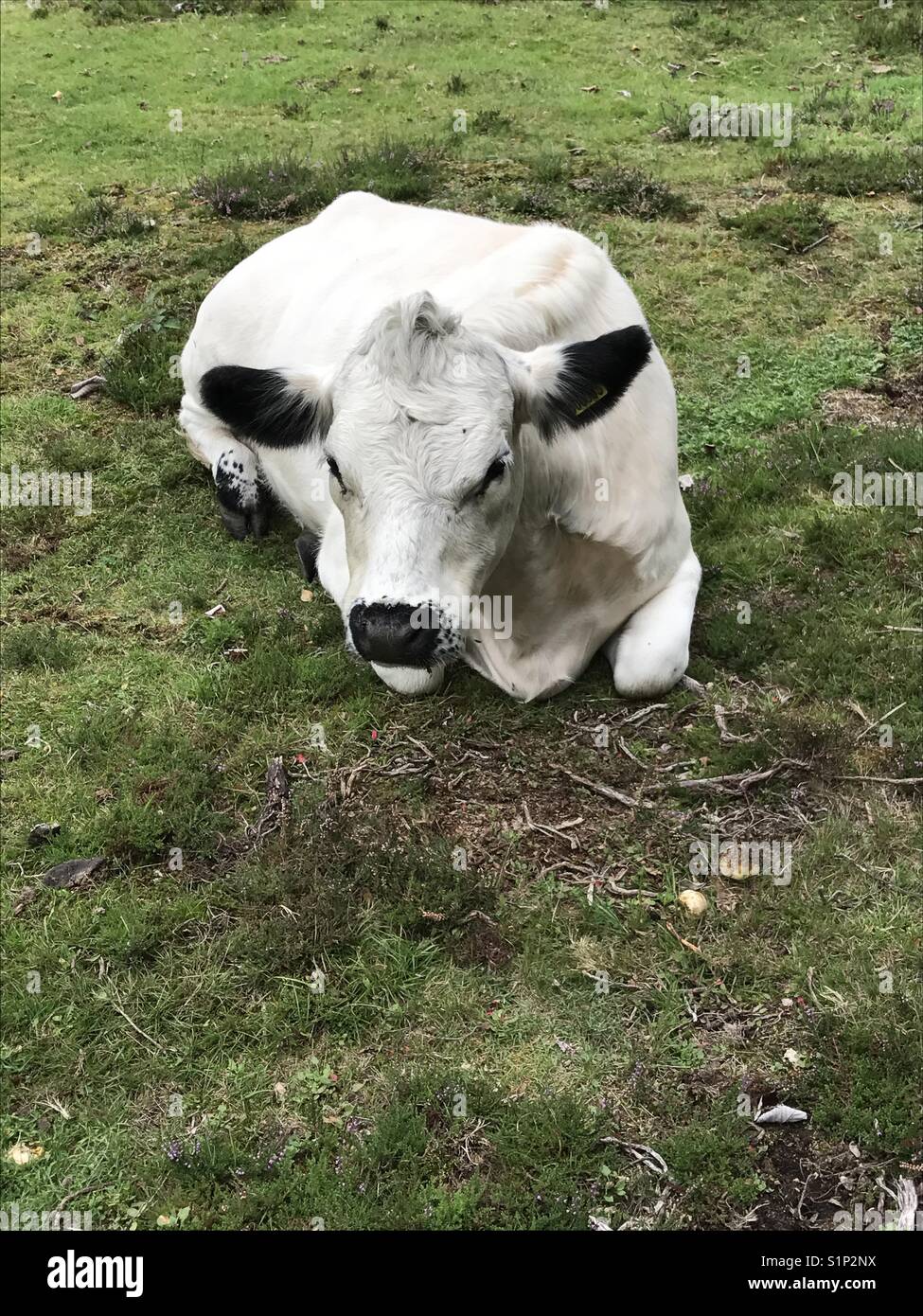 Cow Laying Down High Resolution Stock Photography and Images - Alamy