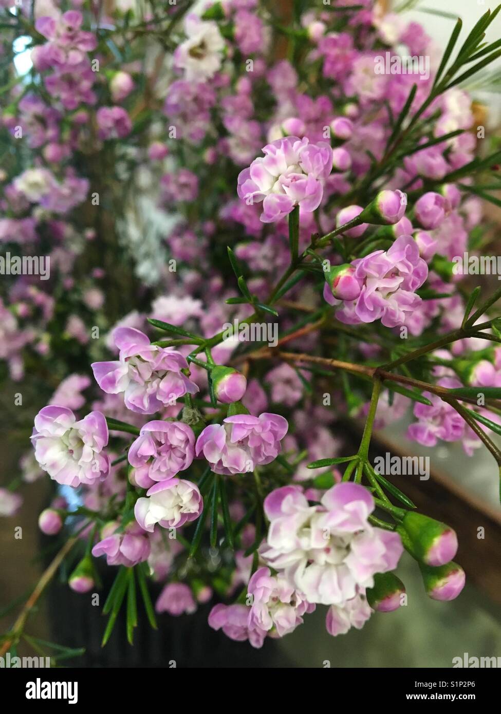 Australian native wax flowers - Smartphone Captured Stock Image