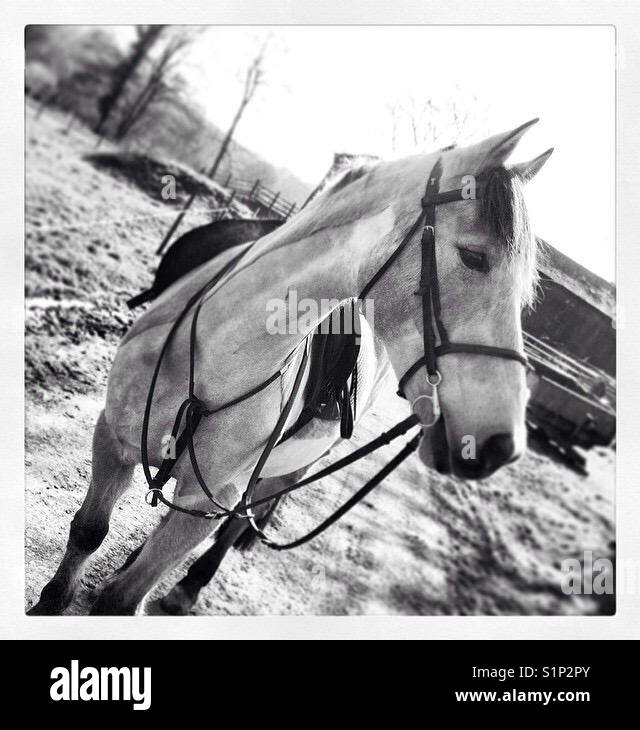 Beautiful horse tacked up Stock Photo Alamy