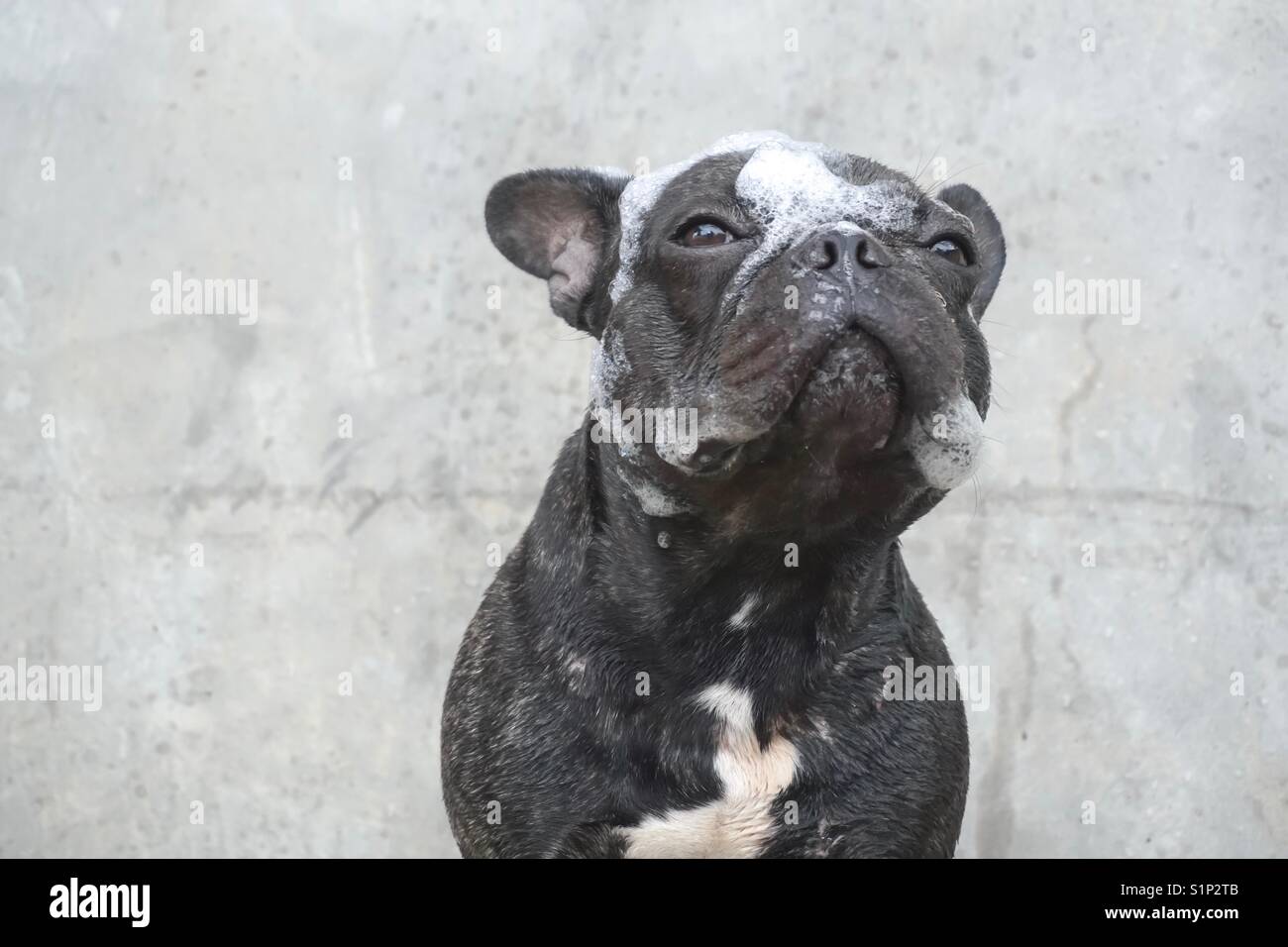 French bulldog take a bath and getting bubbles soap on his head Stock