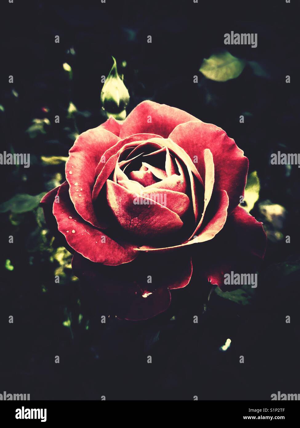 Single red rose in vintage design Stock Photo