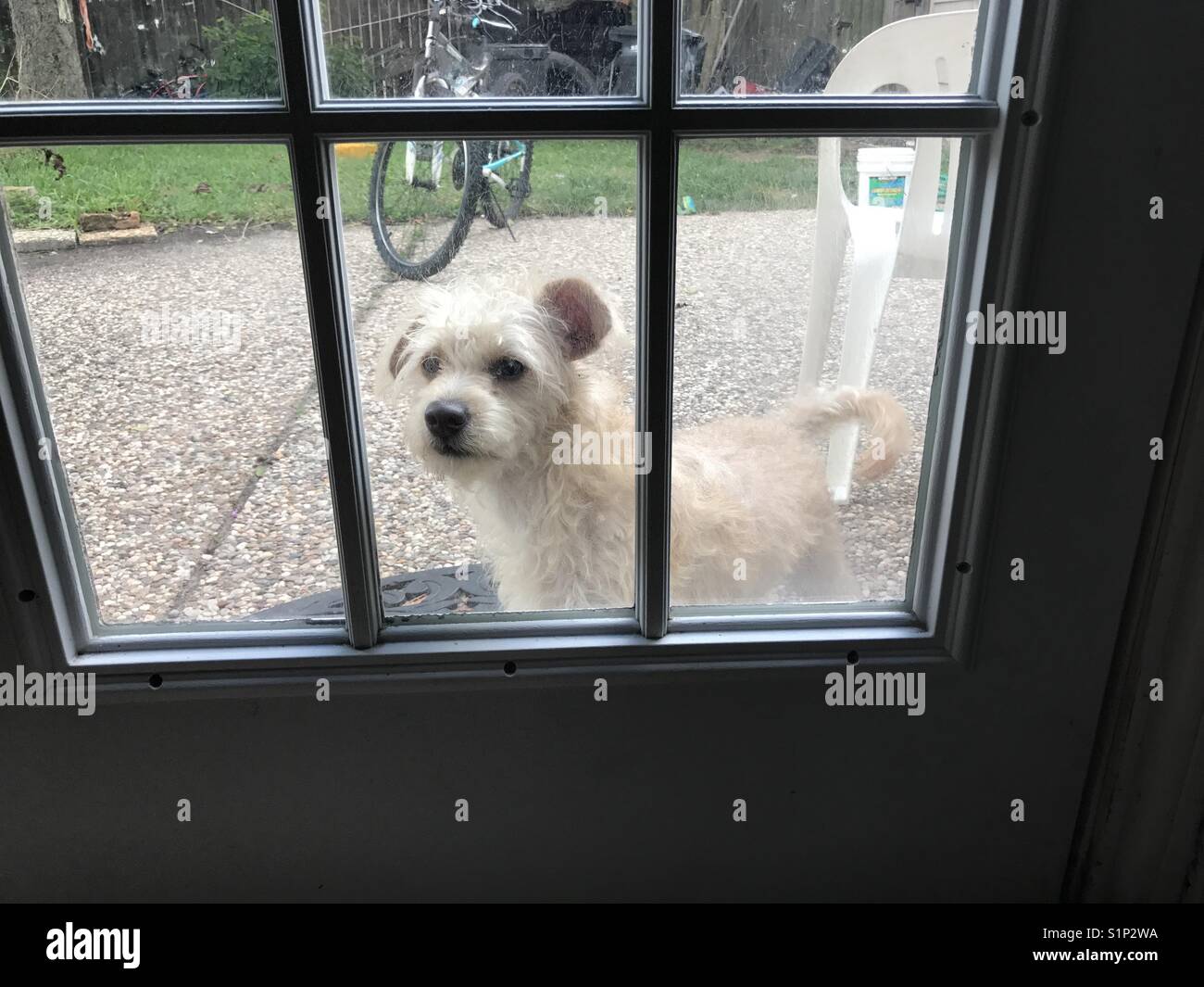 a dog looking through the glass door Stock Photo