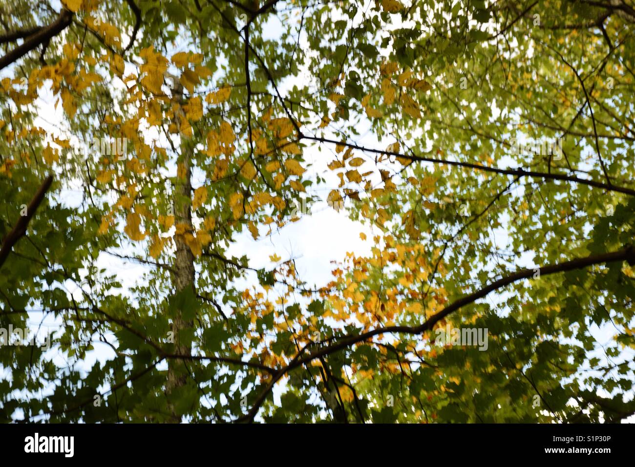 Leaves changing colors in autumn in the Tennessee mountains Stock Photo