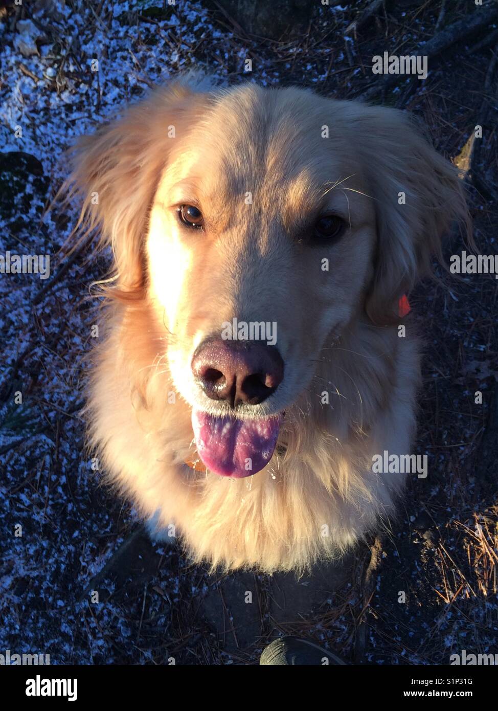 Happy golden retriever Stock Photo - Alamy