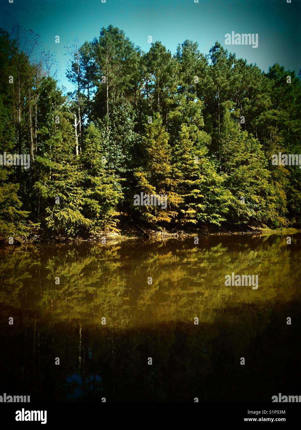 Muddy river and trees - Smartphone Captured Stock Image