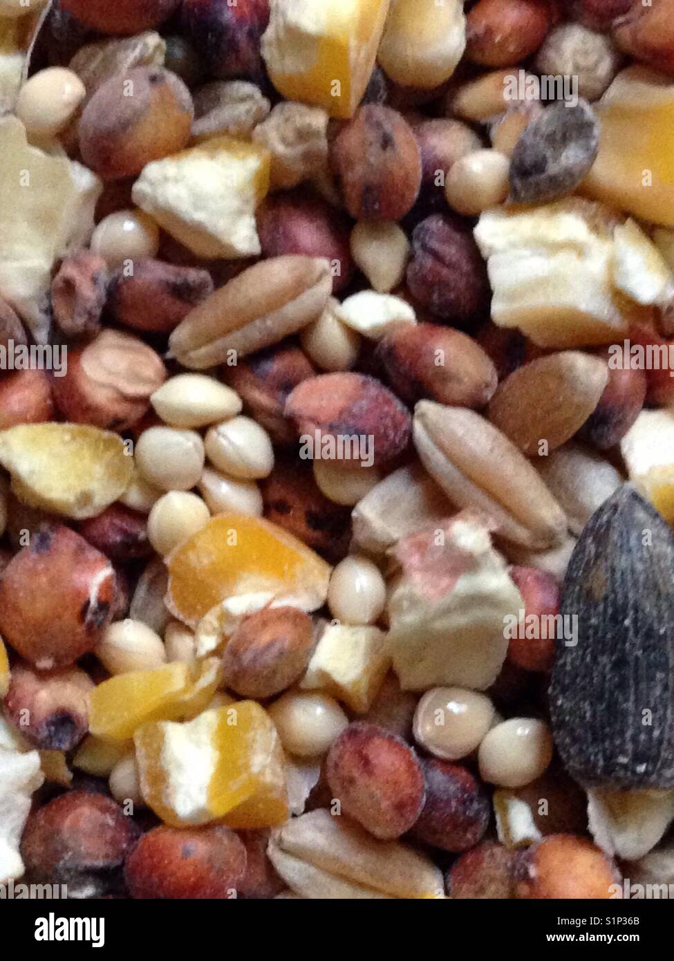 Wild bird seed ready to fill a feeder Stock Photo Alamy