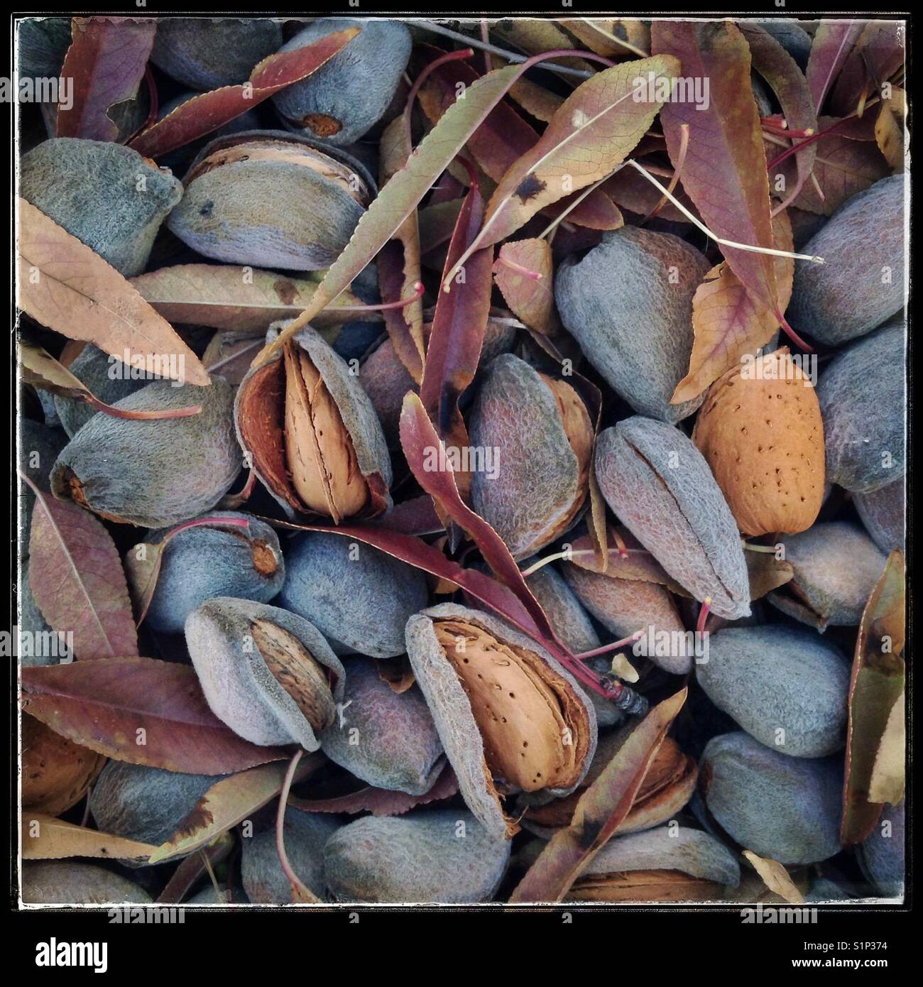 The colours of Autumnal almonds, Catalonia, Spain. - Smartphone Captured Stock Image