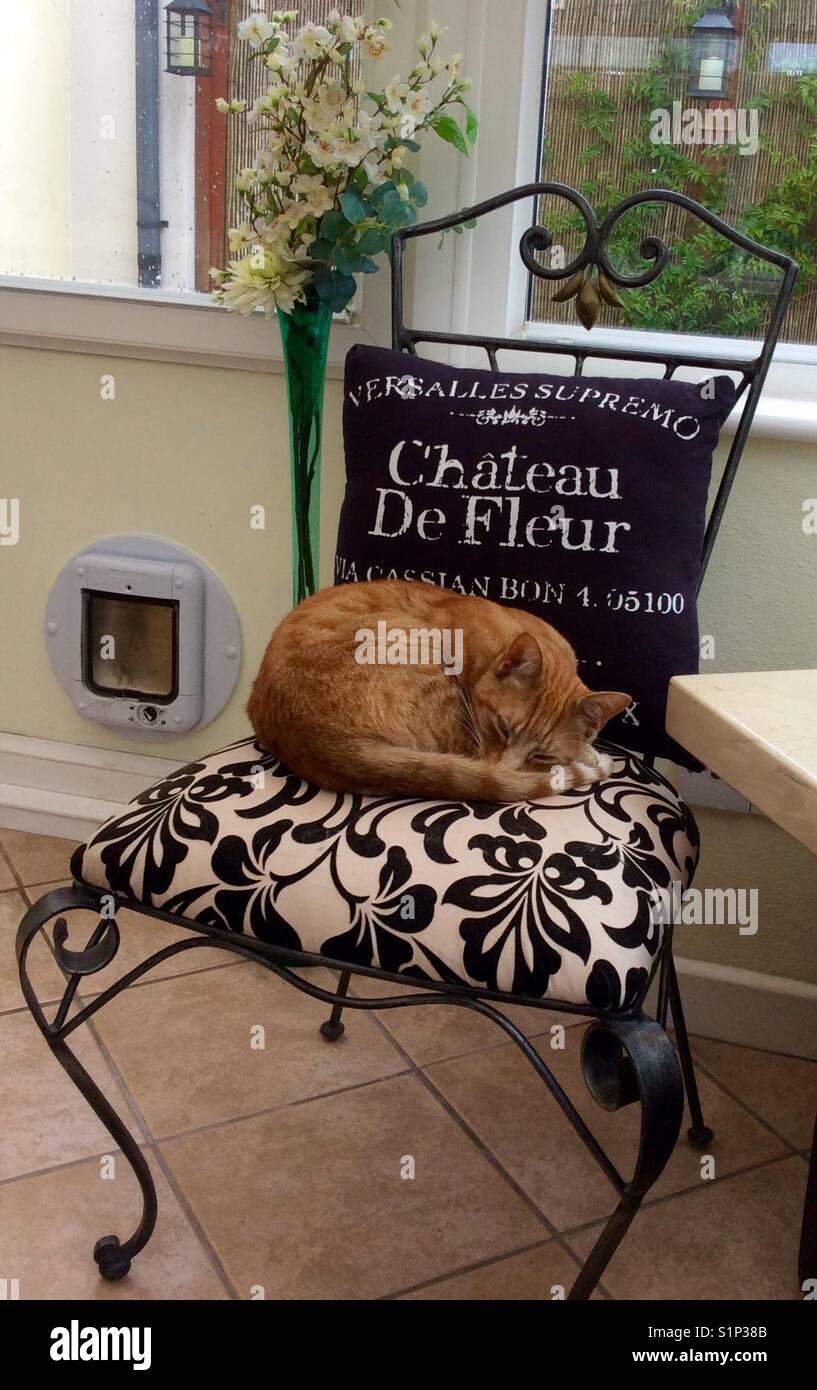 Cat sleeping on chair Stock Photo Alamy