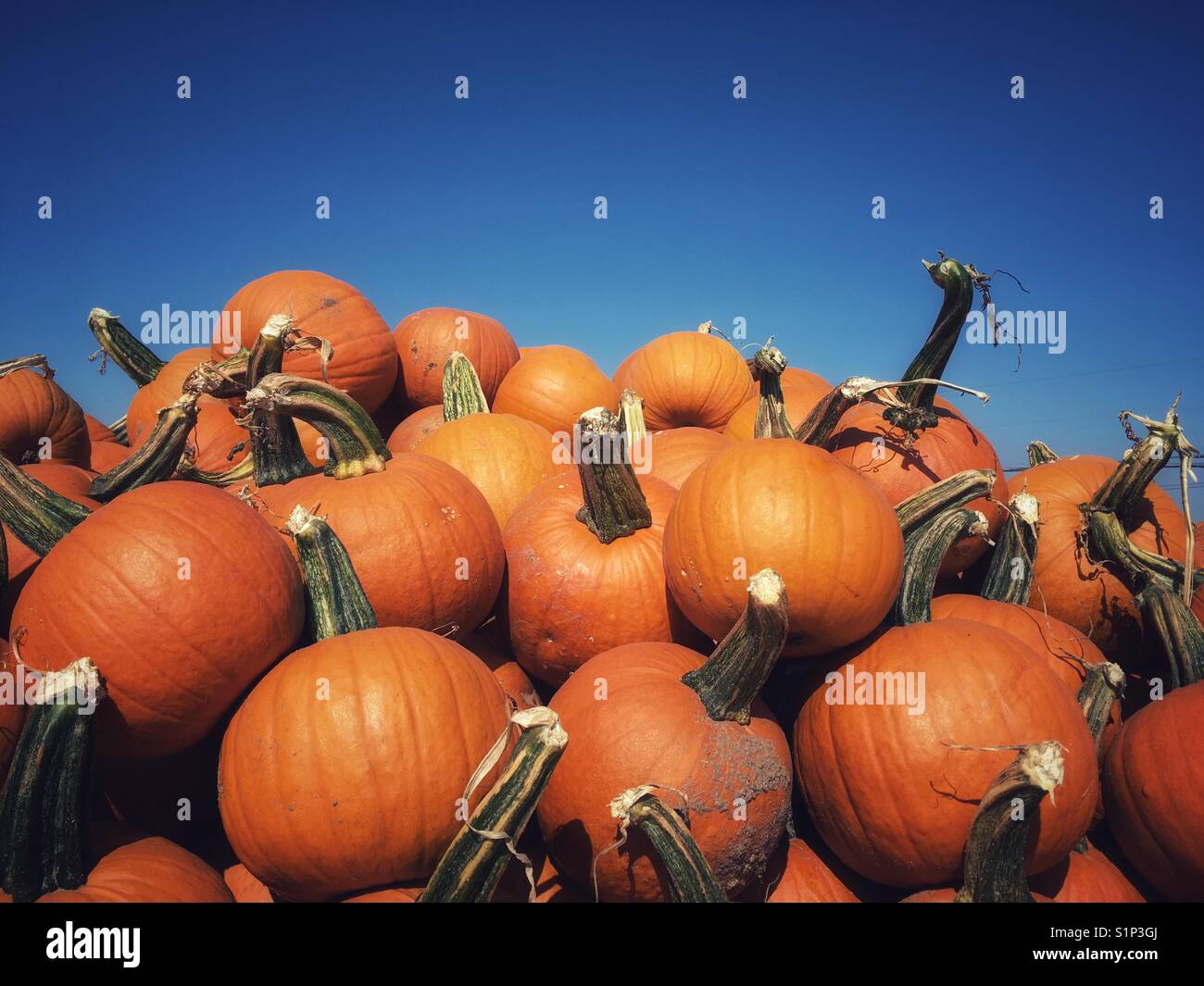 Pumpkins - Smartphone Captured Stock Image