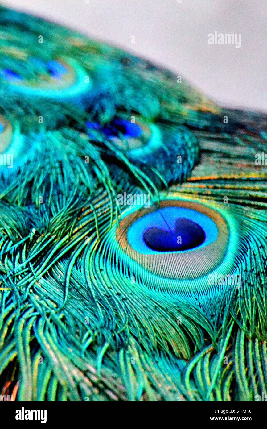 Peacock plume detail Stock Photo - Alamy