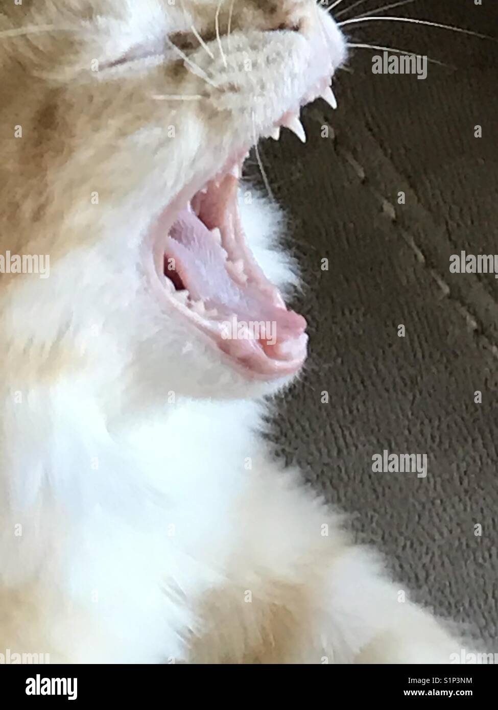 Cats Mouth Wide Open High Resolution Stock Photography and Images Alamy