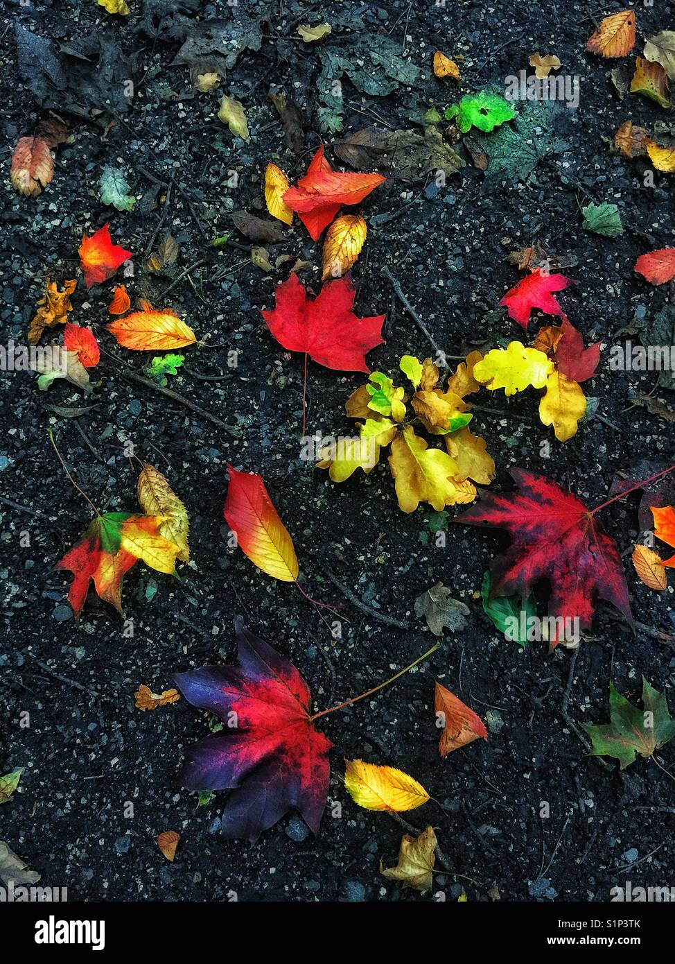 Fallen Autumn leaves Stock Photo - Alamy