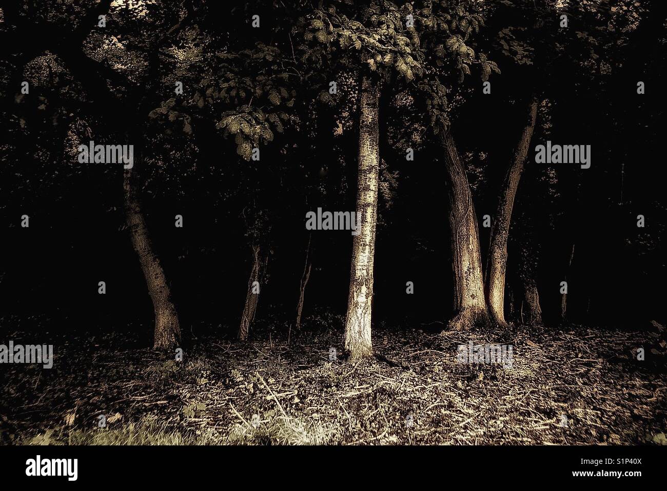 A dark forest. - Smartphone Captured Stock Image A dark forest. - Smartphone Captured Stock Image