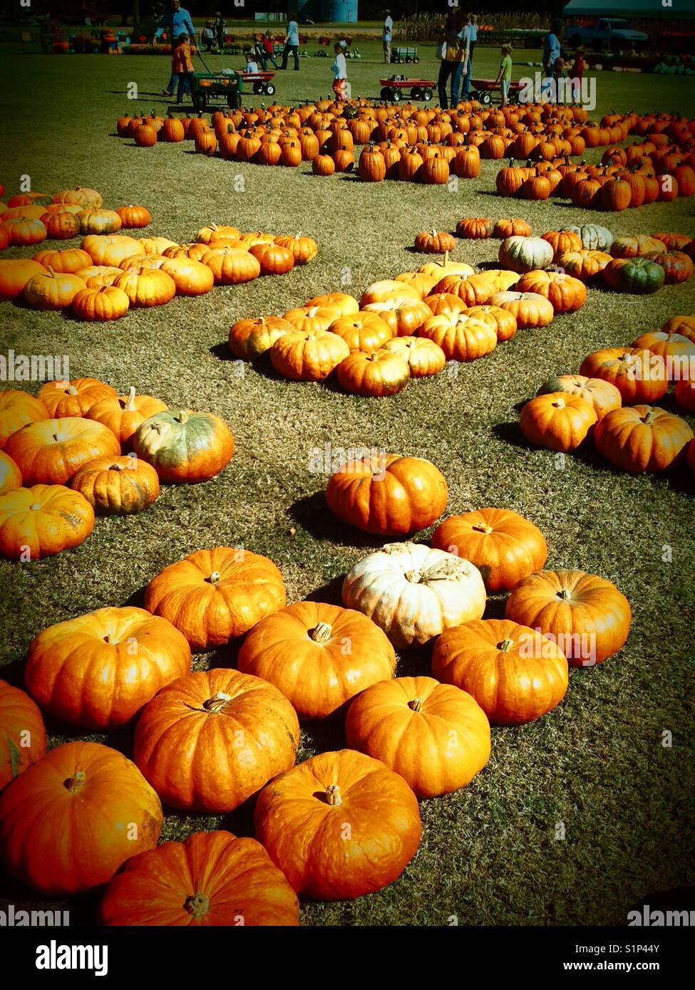 Pumpkins for sale at patch - Smartphone Captured Stock Image