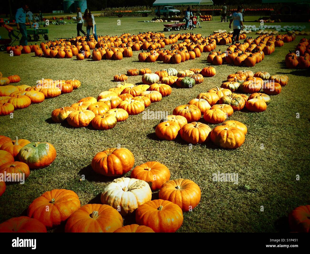 Pumpkins on display - horizontal - Smartphone Captured Stock Image