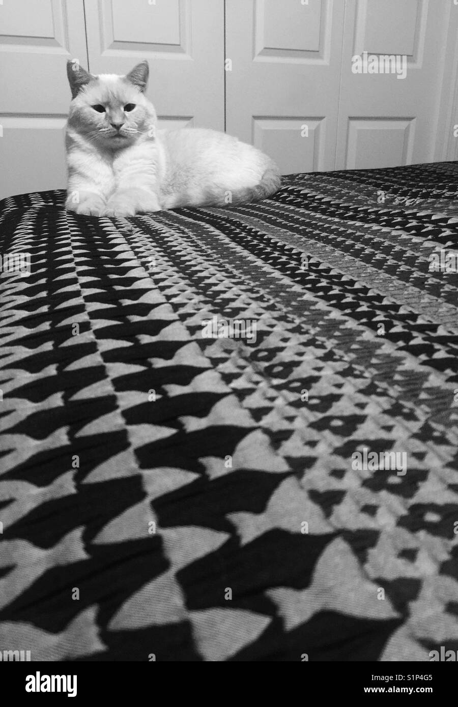 A black and white image of a white Siamese cat sitting on a bed and with line patterns creating perspective. - Smartphone Captured Stock Image