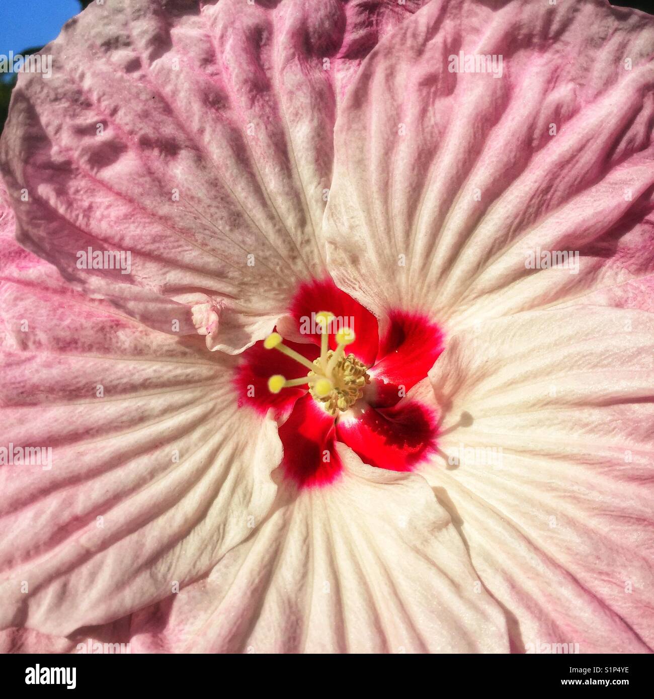 Hibiscus flower close up Stock Photo Alamy