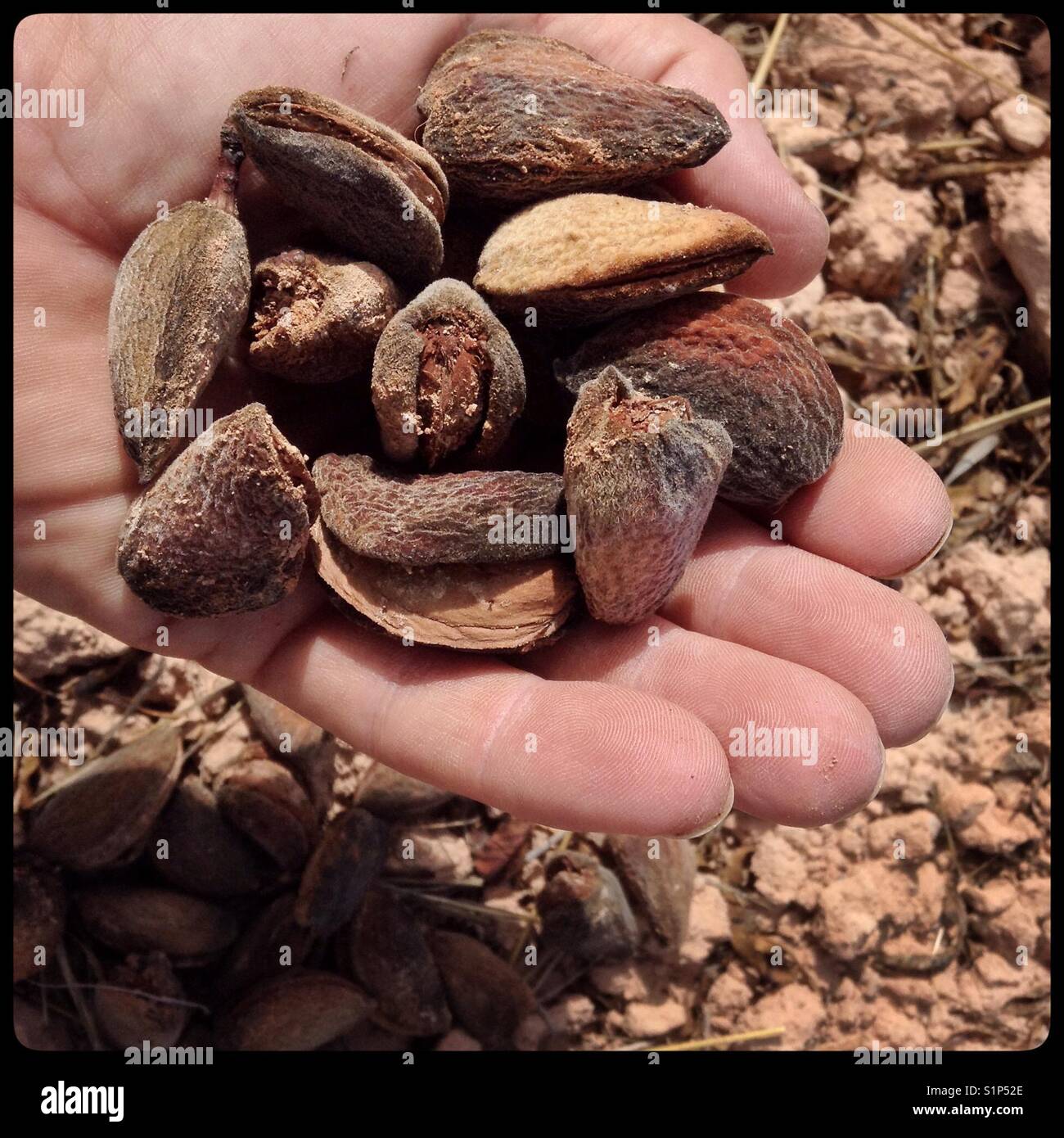 Harvesting almonds, Catalonia, Spain. - Smartphone Captured Stock Image