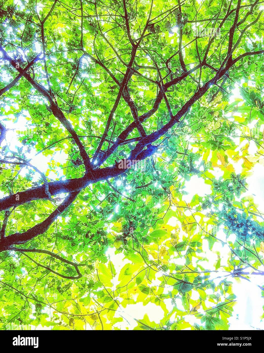 Autumn sunlight through the leaves. - Smartphone Captured Stock Image