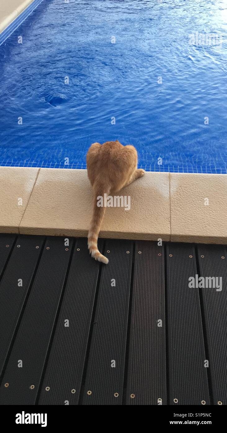 Drinking from a pool Stock Photo - Alamy