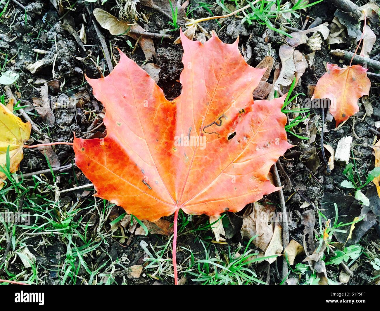 Orange autumn leaf Stock Photo - Alamy