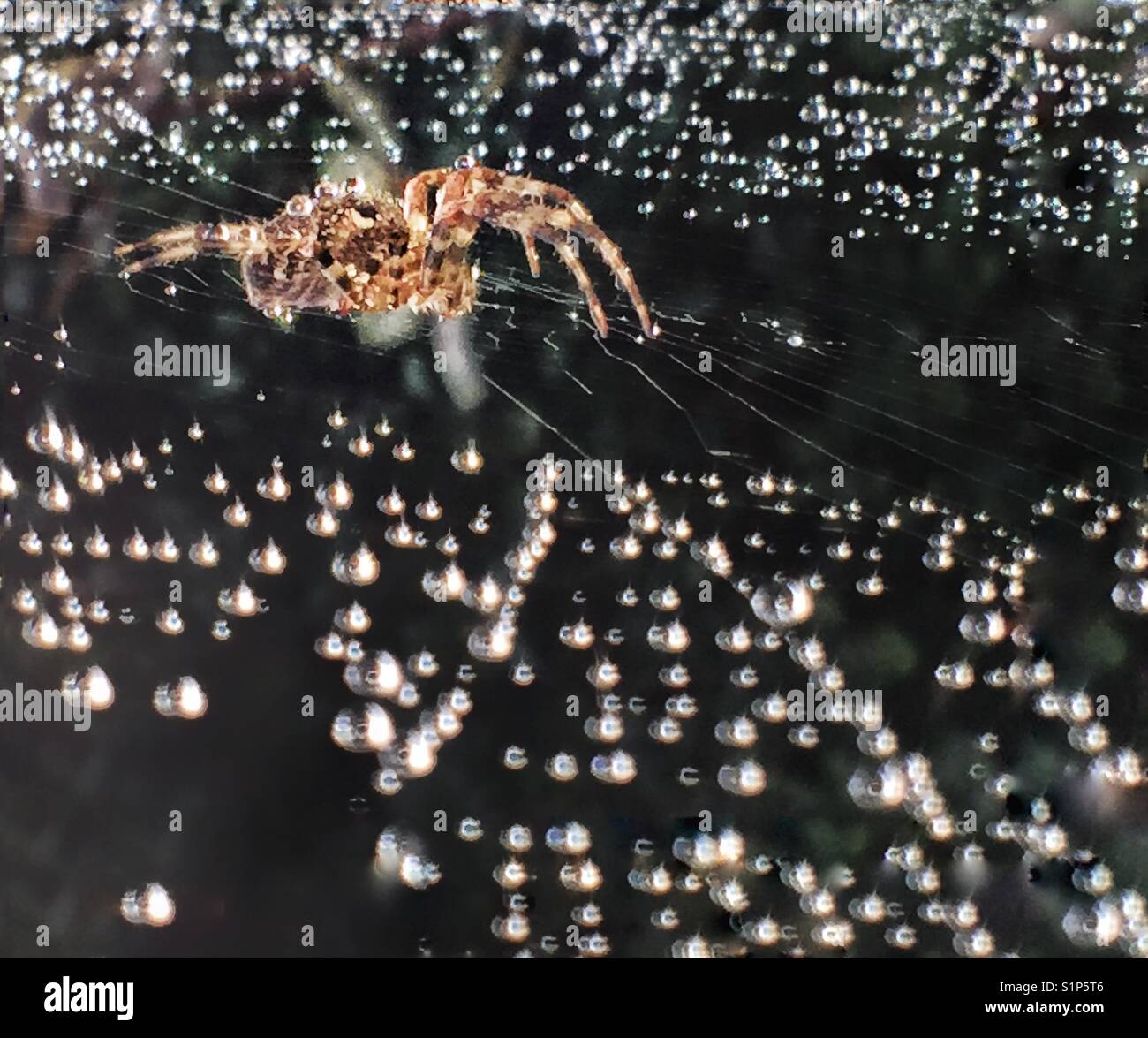 Spider in its web. Stock Photo