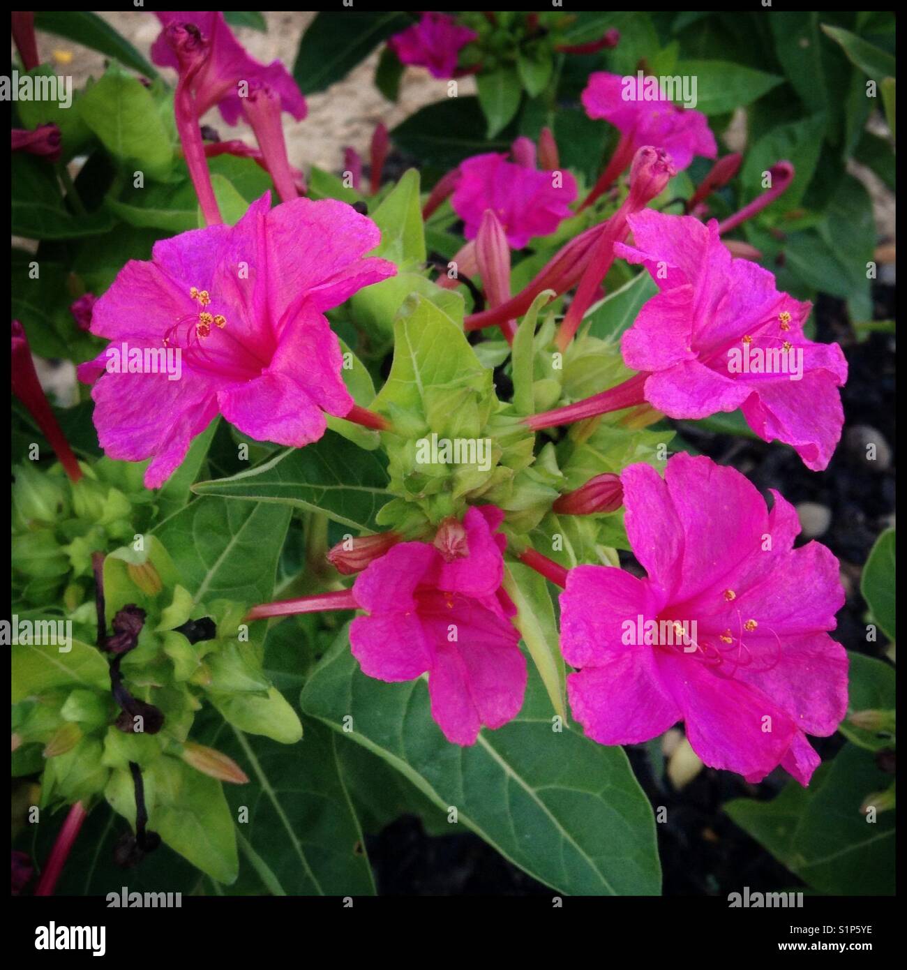 Pink garden flower 'Marvel of Peru' (Mirabilis jalapa) also known as 'Night Belle' or the '4 o'clock flower', Catalonia, Spain. - Smartphone Captured Stock Image