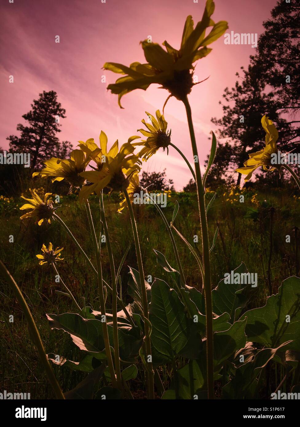 Yellow spring sunflowers in the wilderness. Backlit by natural light. Pink sky. - Smartphone Captured Stock Image