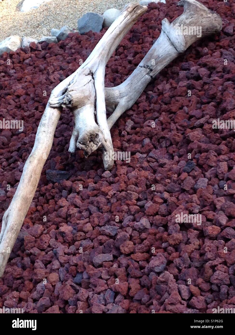 Driftwood in a lava rock bed Stock Photo Alamy