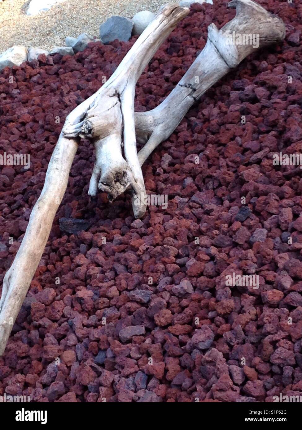Driftwood in a lava rock bed Stock Photo