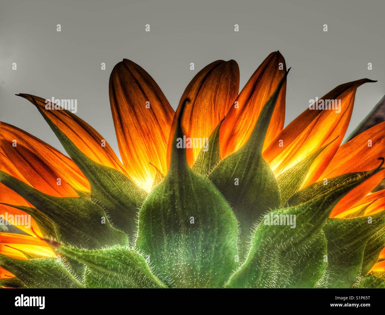 Sevastopolda yalangoch fotosuratlar