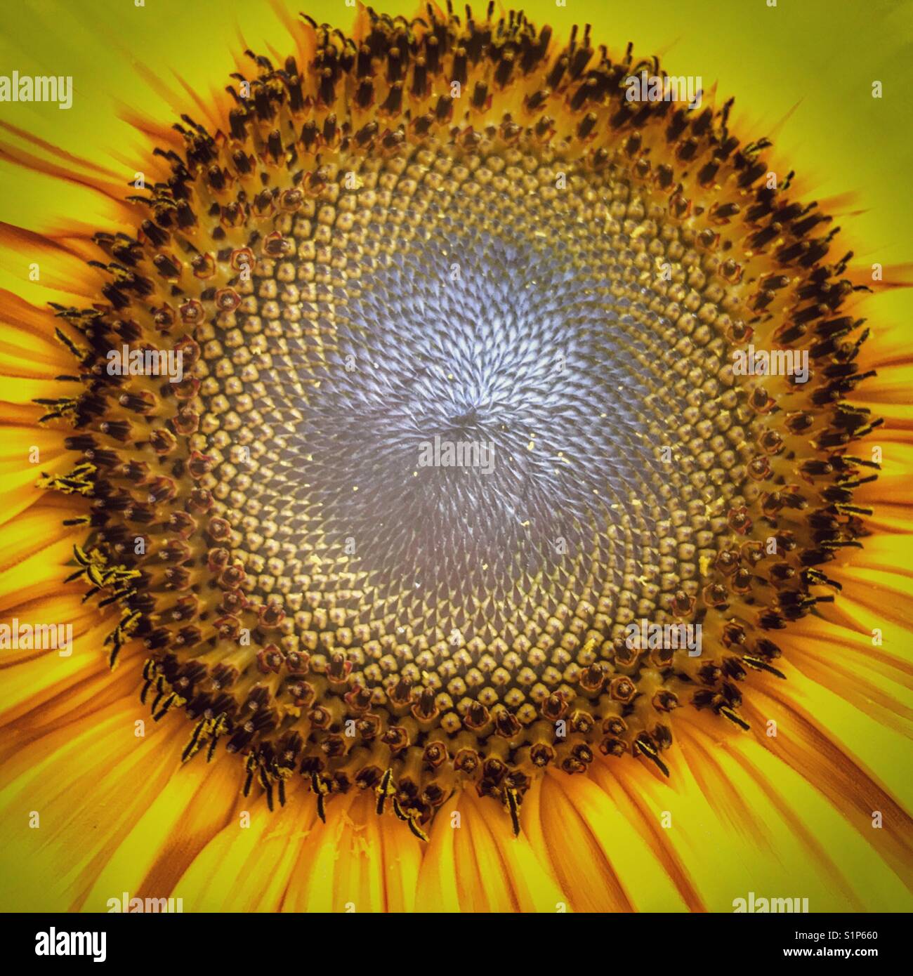 Sunflower 'Russian Giant', Helianthus annuus. Showing the Fibonacci sequence in the formation of the seeds. Stock Photo