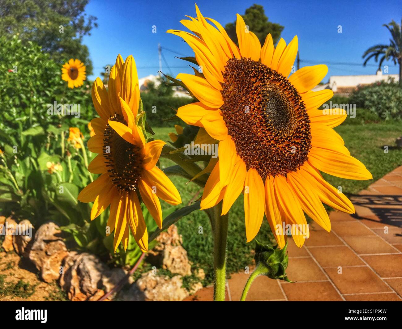 Sunflower 'Russian Giant', Helianthus annuus, growing in a garden - Smartphone Captured Stock Image
