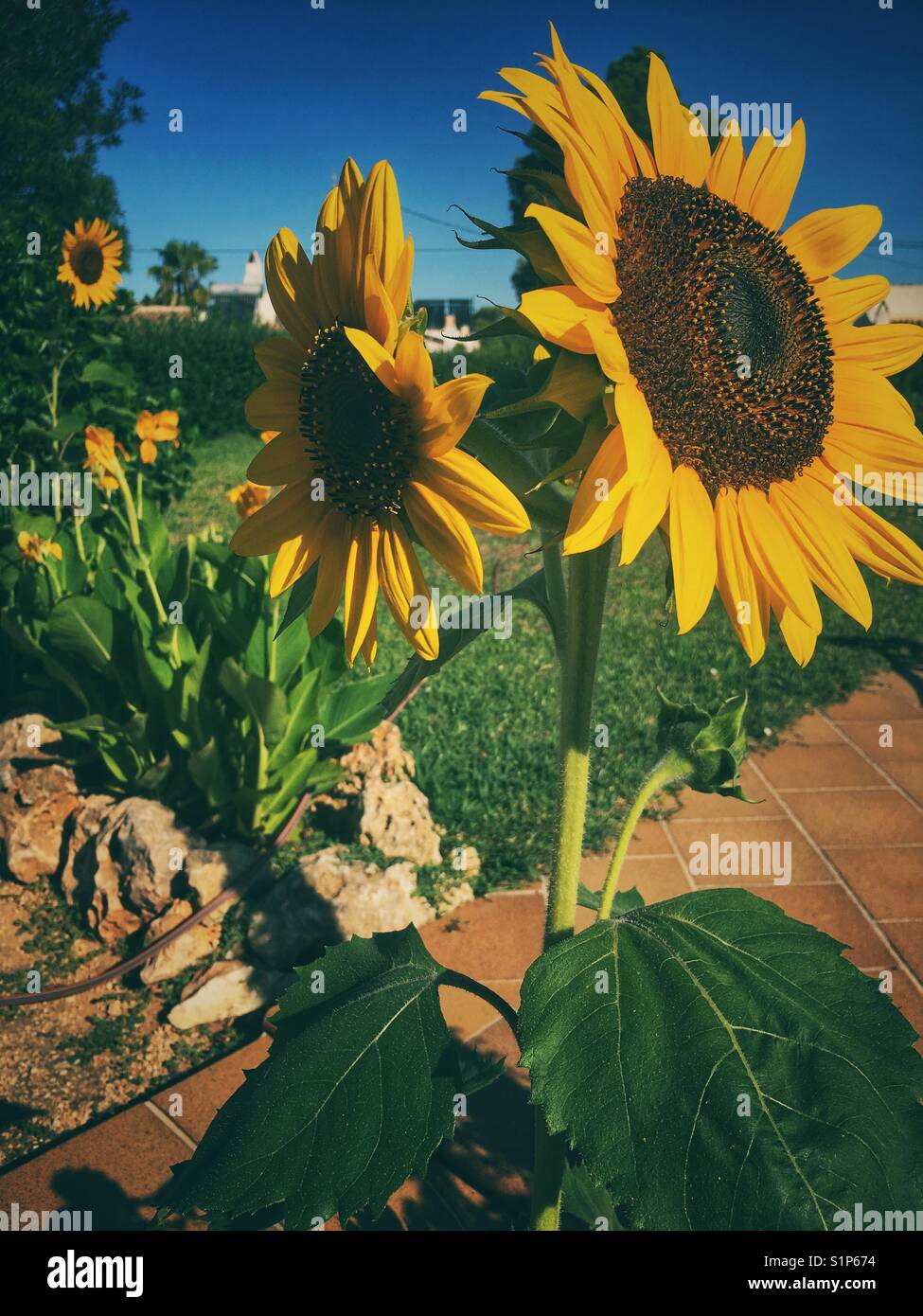Sunflower 'Russian Giant', Helianthus annuus, growing in a garden - Smartphone Captured Stock Image