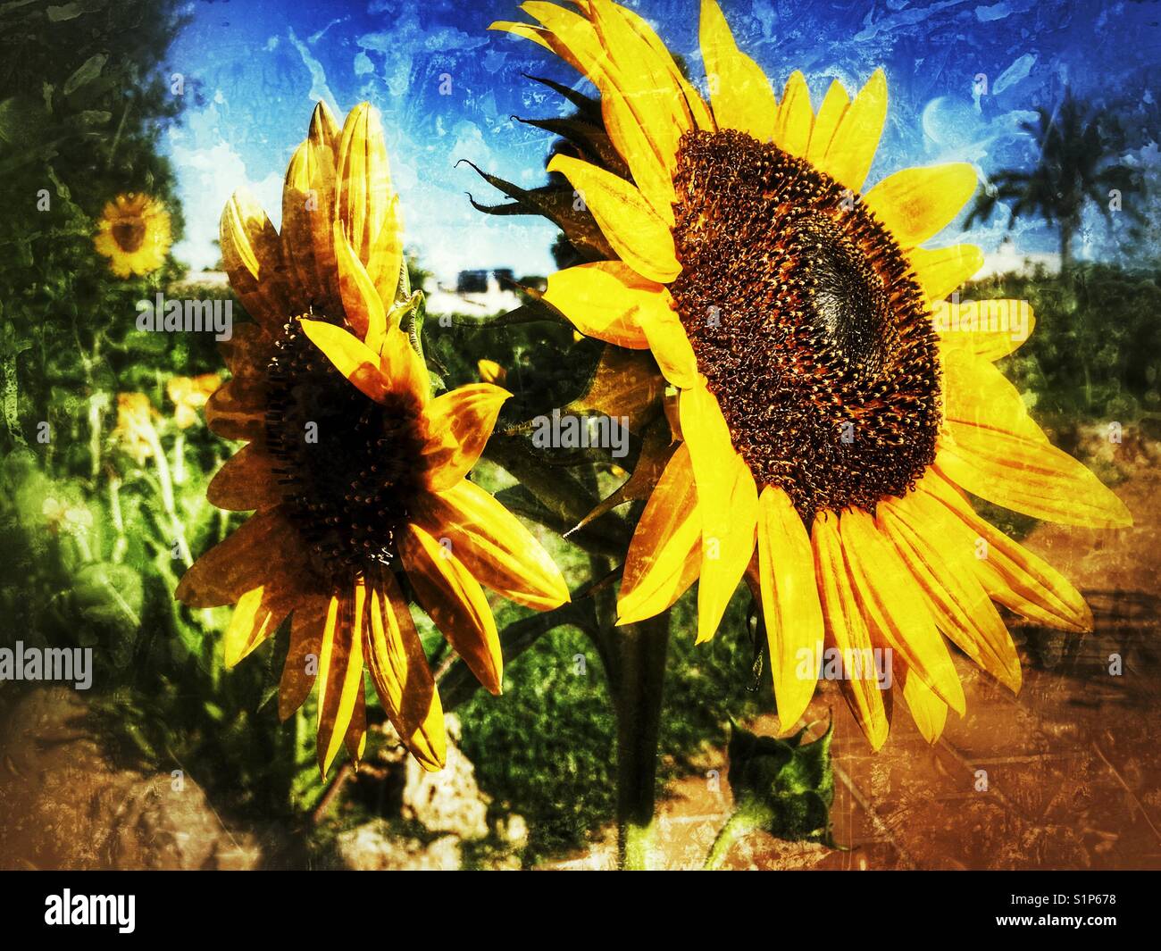 Sunflower 'Russian Giant', Helianthus annuus - Smartphone Captured Stock Image