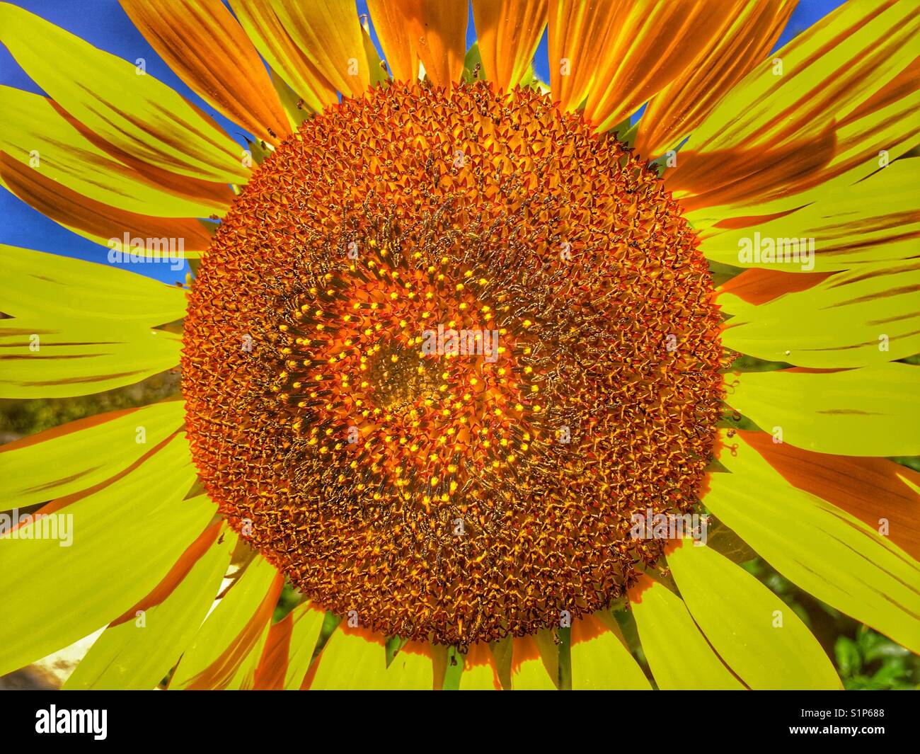 Sunflower 'Russian Giant', Helianthus annuus - Smartphone Captured Stock Image