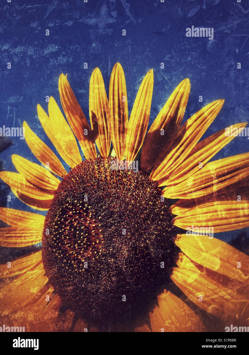 Sunflower 'Russian Giant', Helianthus annuus - Smartphone Captured Stock Image