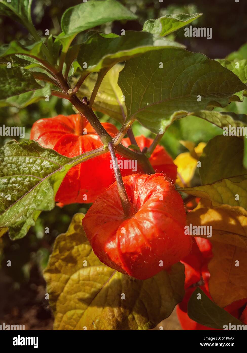 Chinese Lantern or Chinese Lampion, Physalis alkekengi. Ornamental plant, with inedible fruit - Smartphone Captured Stock Image