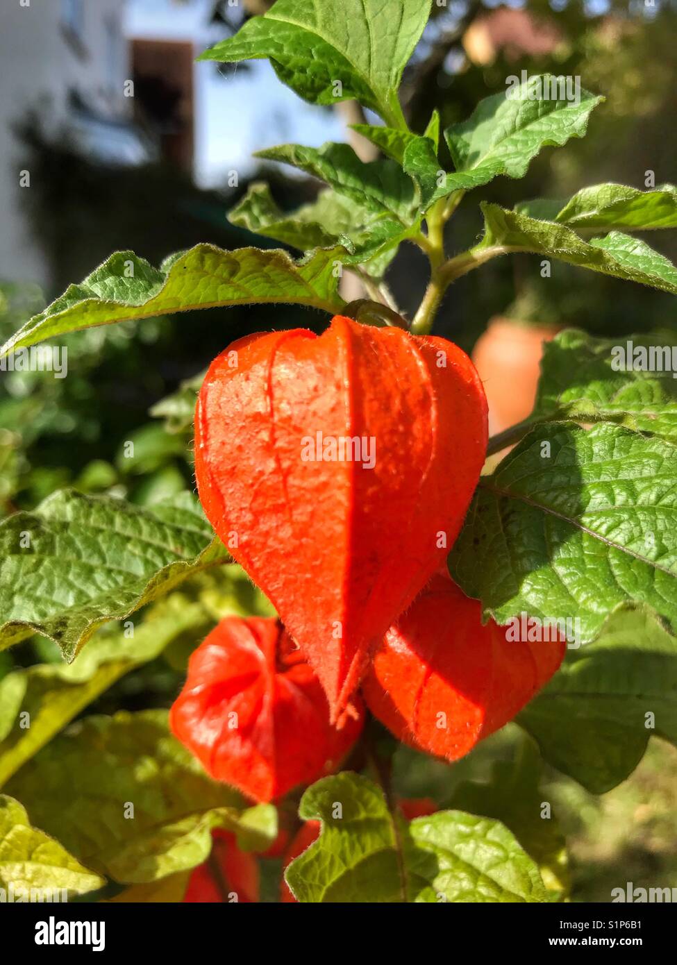 Ornamental physalis, Physalis alkekengi. Also known as Chinese Lantern