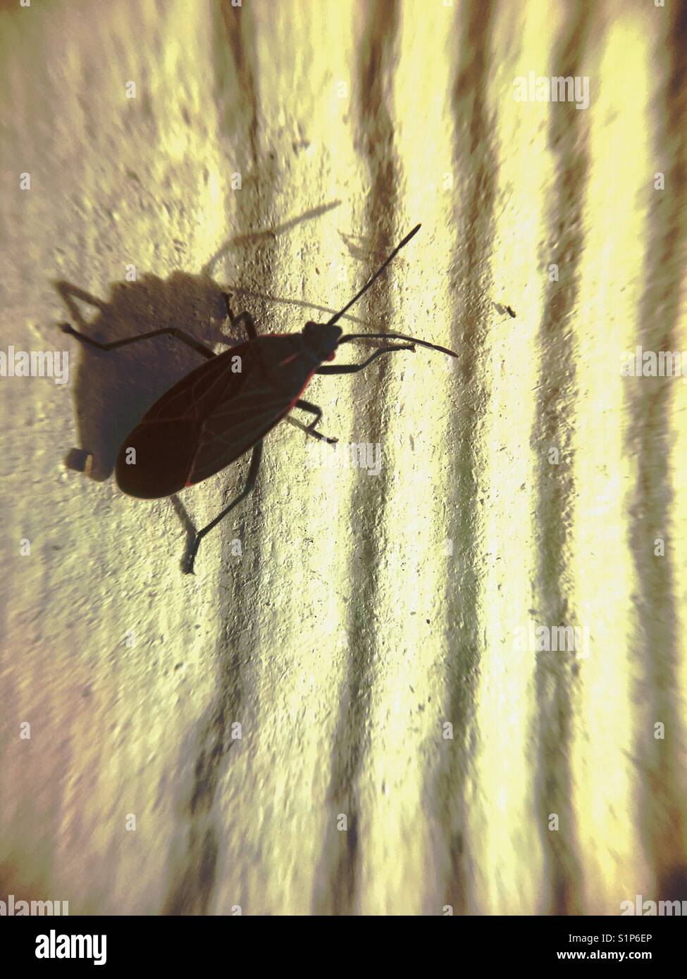 Close up of a Boxelder bug and it's shadow. - Smartphone Captured Stock Image