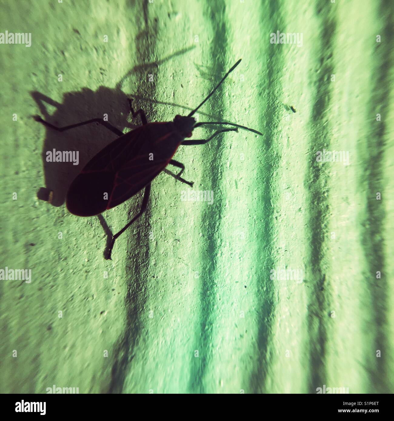 Bug Shadow