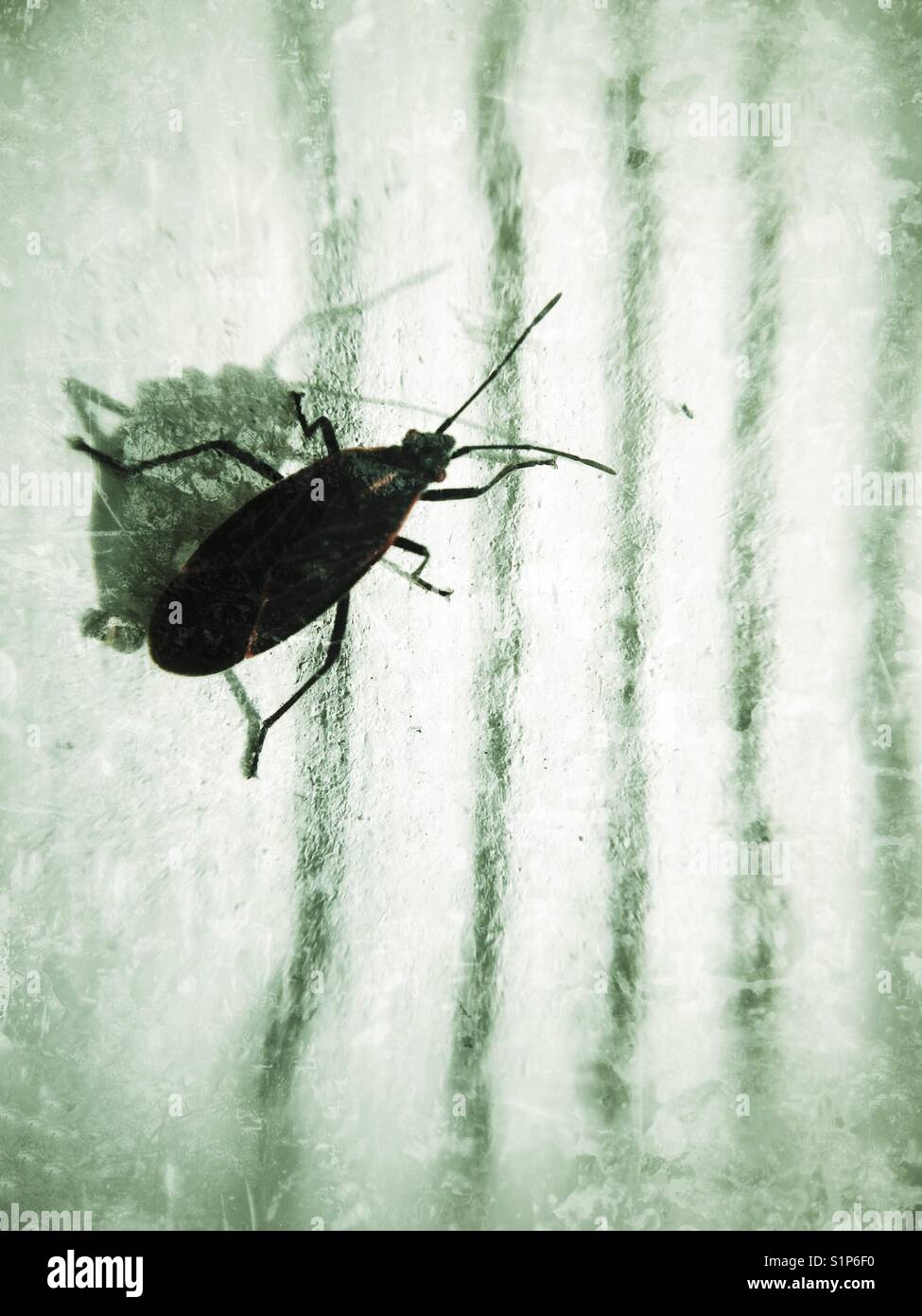 A close up of a Boxelder bug. - Smartphone Captured Stock Image