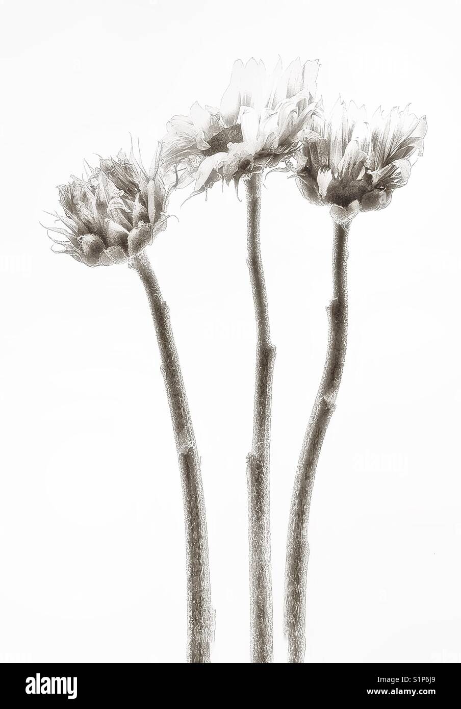 Sunflowers - Smartphone Captured Stock Image