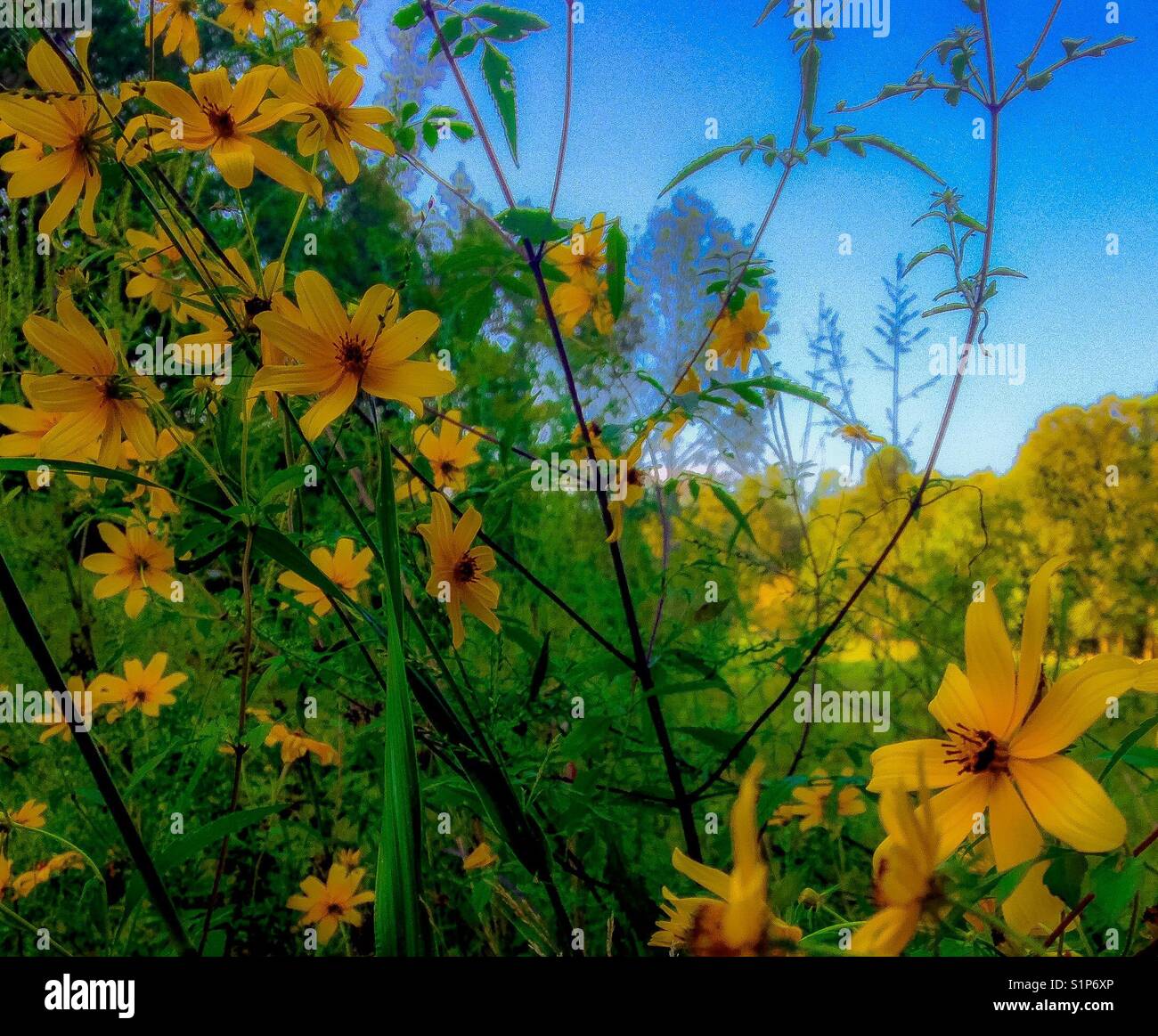 Yellow wildflowers, green foliage, blue sky - Smartphone Captured Stock Image