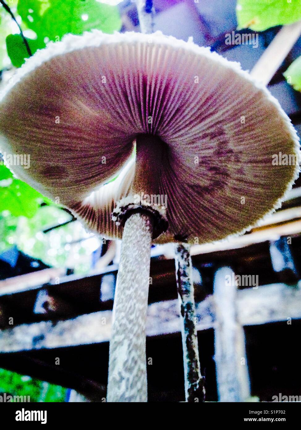 Mushroom cap from underneath Stock Photo Alamy
