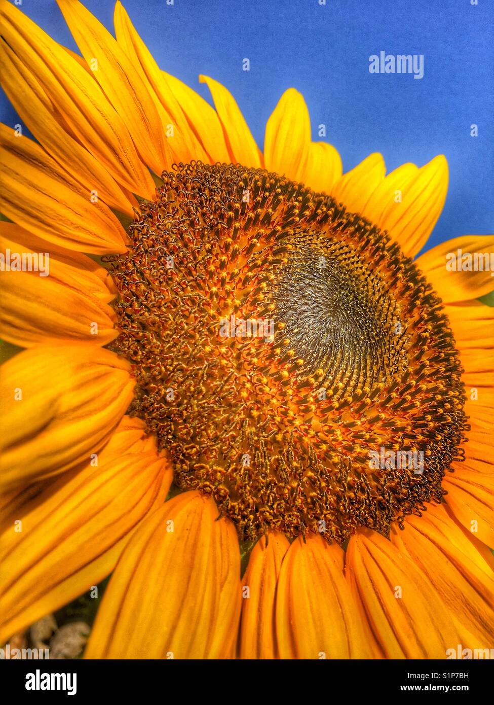 Sunflower 'Russian Giant', Helianthus annuus - Smartphone Captured Stock Image