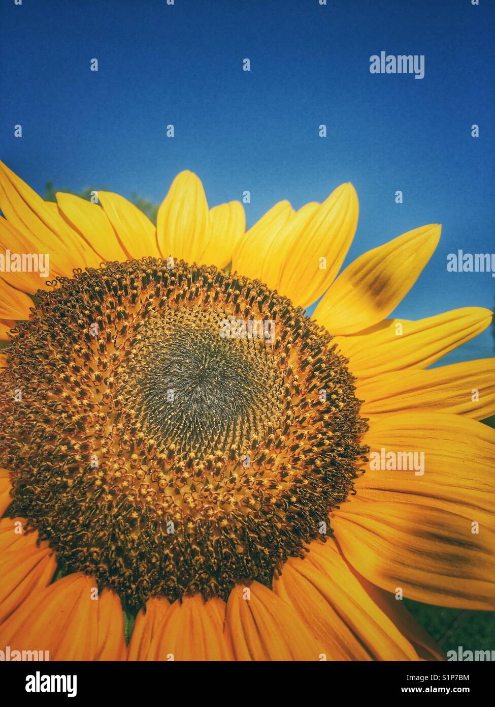 Sunflower 'Russian Giant', Helianthus annuus - Smartphone Captured Stock Image