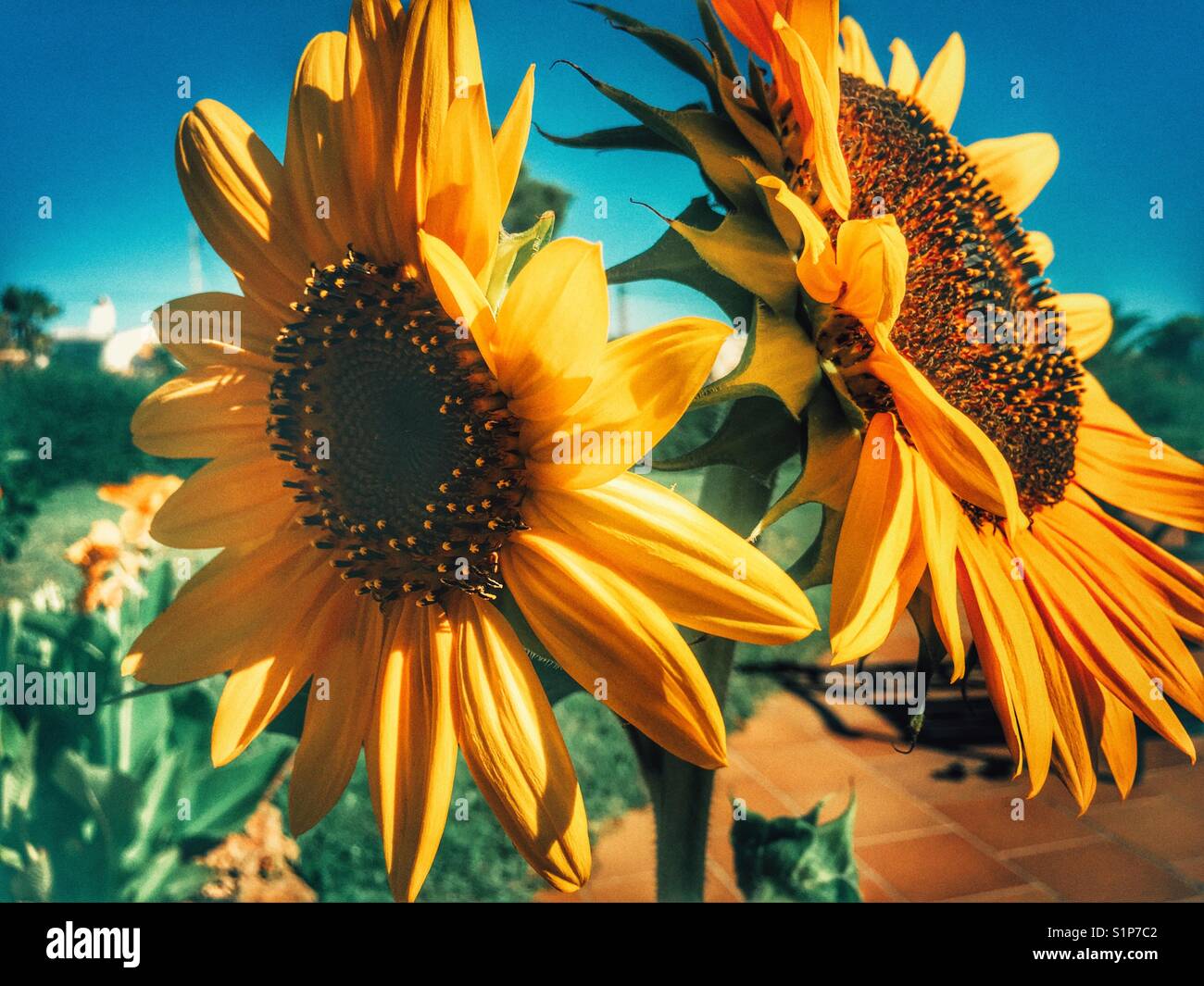 Sunflower 'Russian Giant', Helianthus annuus - Smartphone Captured Stock Image
